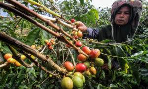 Dari Lahan Gambut Kayong ke Panggung Dunia, Ini Kisah Kopi Liberika Kalimantan Barat